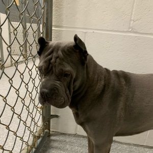 Meet your Posher, Grace